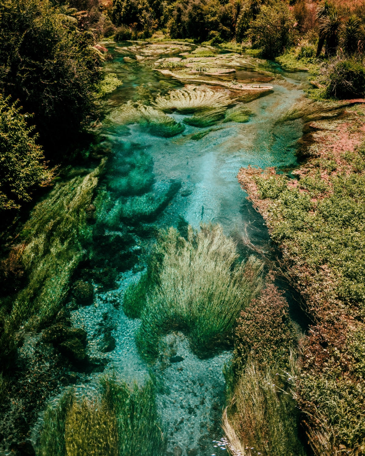 Verdure